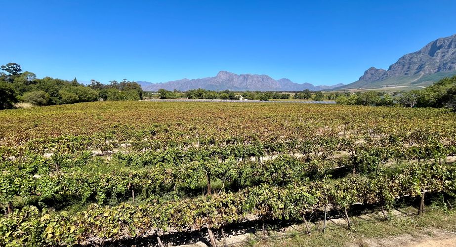 Wijncultuur Zuid Afrika